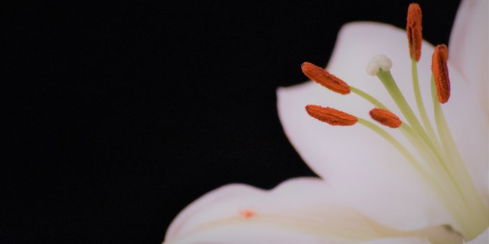 6000x4000 White Lily Flower - Free Stock Photo, Image, Wallpaper, HD Picture