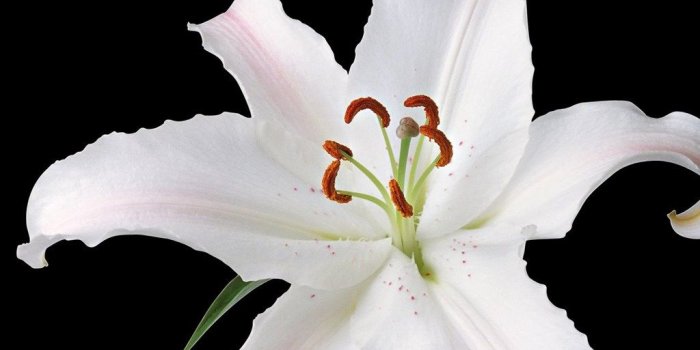 1024x819 Best Flowers Wallpaper: White Lily Flower 918556 Flowers Desktop