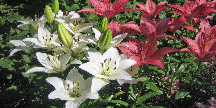 2560x1600 White Lily Flower Buds Wallpaper And Photo 3874 : Wallpapers13.com