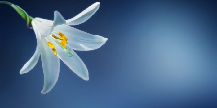1440x900 Flowers: Lily Flower Hd Wallpaper Lily Flower Arrangements. Lily