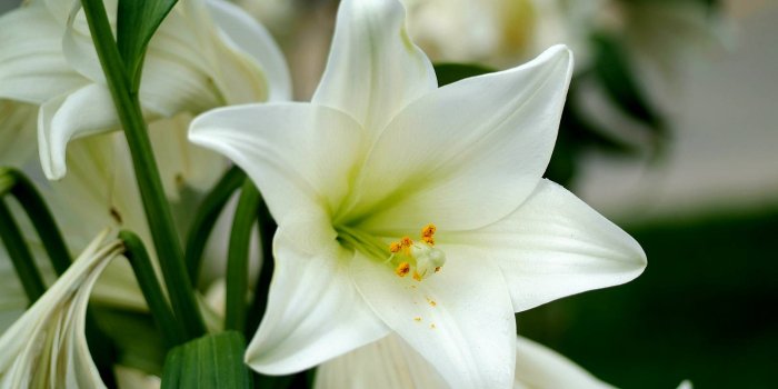 1600x1067 White Lily | 77 Wallpapers