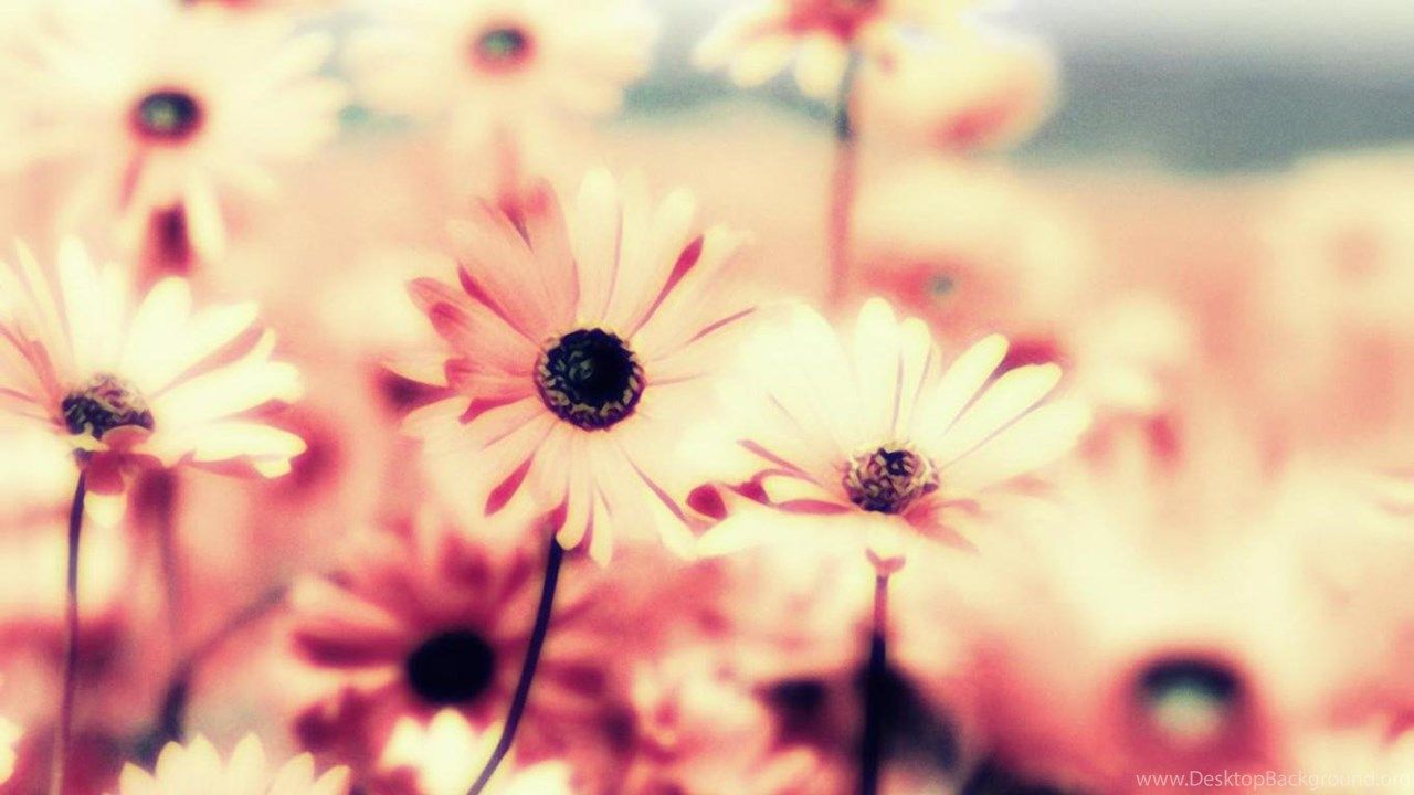 1280x720 FLOWERS VINTAGE ROMANTIC WALLPAPER ( Desktop Background