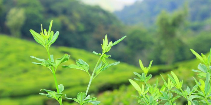 2592x1728 Free stock photo of 4k wallpaper, chill, greenery