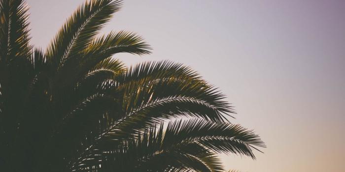 1366x768 Download wallpaper 1366x768 palm tree, branches, sky tablet, laptop