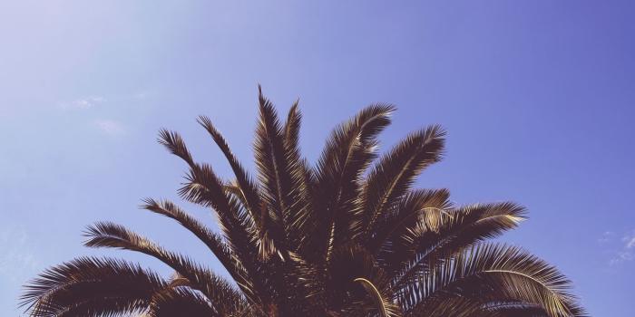 1366x768 Download wallpaper 1366x768 palm, tree, leaves tablet, laptop hd