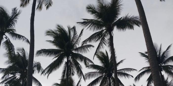 1366x768 Download wallpaper 1366x768 palms, tropics, bw, trees tablet, laptop