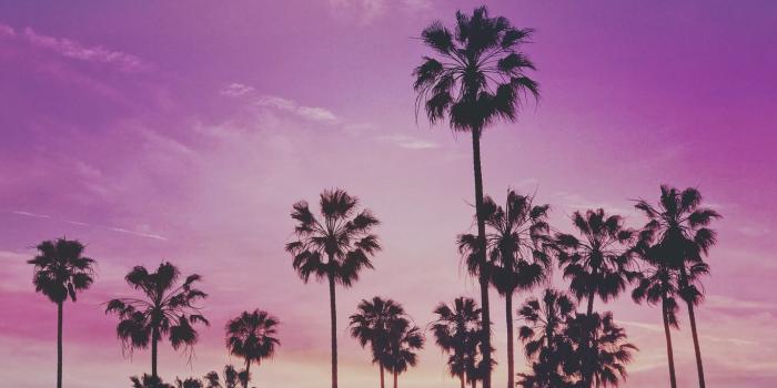 1366x768 Download wallpaper 1366x768 palms, trees, sunset tablet, laptop hd