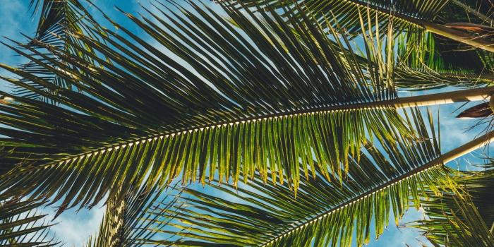 1366x768 Download wallpaper 1366x768 palms, leaves, branches, tropics, summer