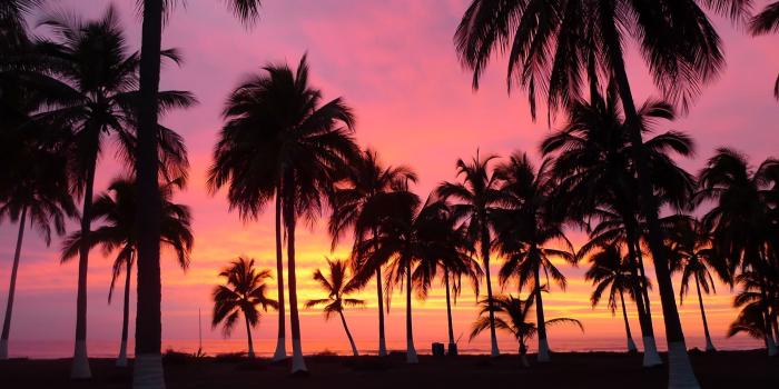 1920x1080 45+ Pink Palm Tree Wallpapers - Download at WallpaperBro