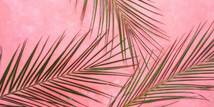 1366x768 Download wallpaper 1366x768 palm tree, branches, pastel, leaves
