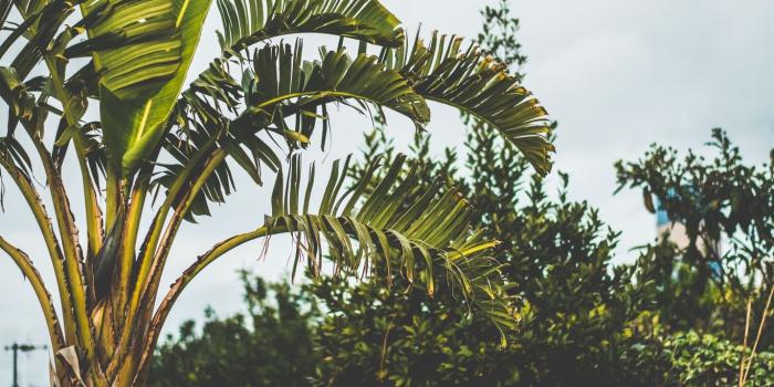 1366x768 Download wallpaper 1366x768 palm tree, branch, leaves tablet, laptop