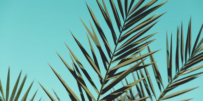 1920x1080 1920x1080 Palm Leaves Sunlight Day Green Leaves Laptop Full HD 1080P