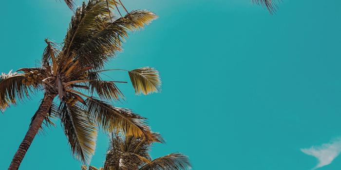 1366x768 wallpaper for desktop, laptop | ob59-summer-tree-palm-nature