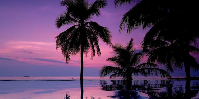 1366x768 Download wallpaper 1366x768 palm trees, night, silhouettes tablet