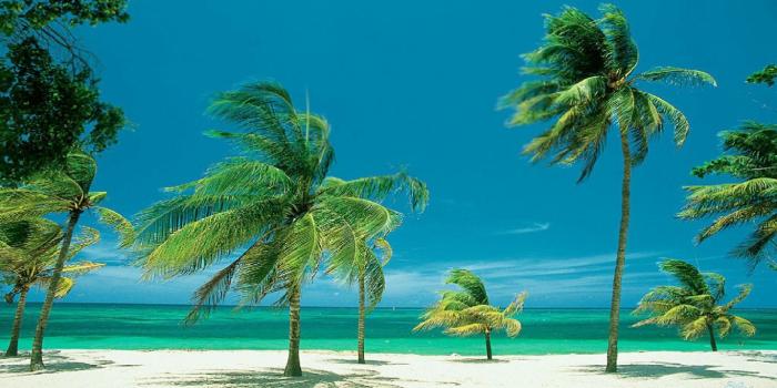 1366x768 Palm Tree wallpapers 1366x768 (laptop) desktop backgrounds