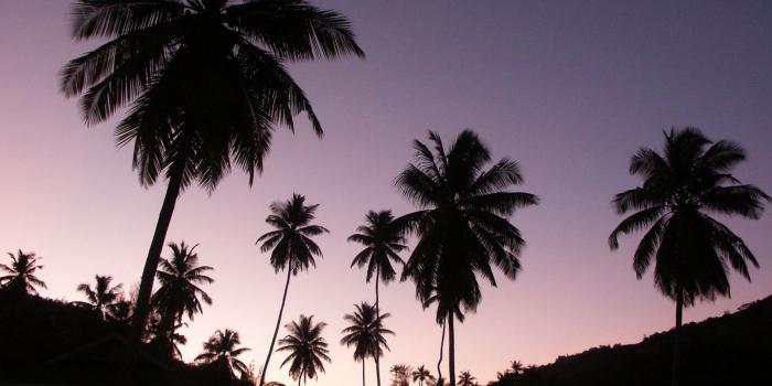 1600x900 silhouette palm trees wallpaper