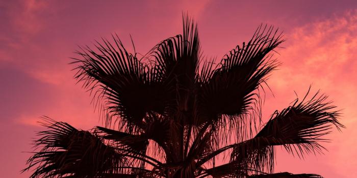 1366x768 Download wallpaper 1366x768 palm tree, sunset, sky, branches tablet