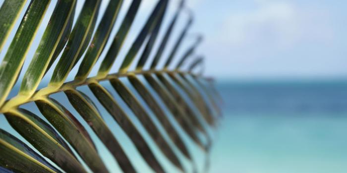 1920x1200 Fullscreen,water Palm, Depth, Trees, Seas, Leaf, Tropical, Of, Field