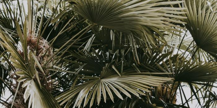 1366x768 Download wallpaper 1366x768 plant, palms, leaves, bushes tablet