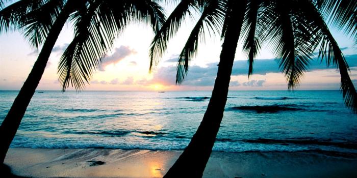 1596x955 Sunset Palm Tree Wallpaper | Wallpapers Background