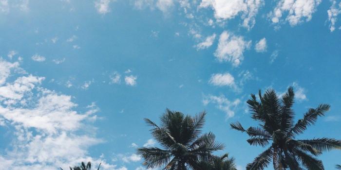 1280x1600 Aesthetic Palm Tree Phone Wallpapers - Top Free Aesthetic Palm Tree