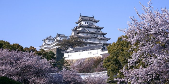 1920x1080 1920x1080 Fascinating Japan Cherry Blossom Images Download