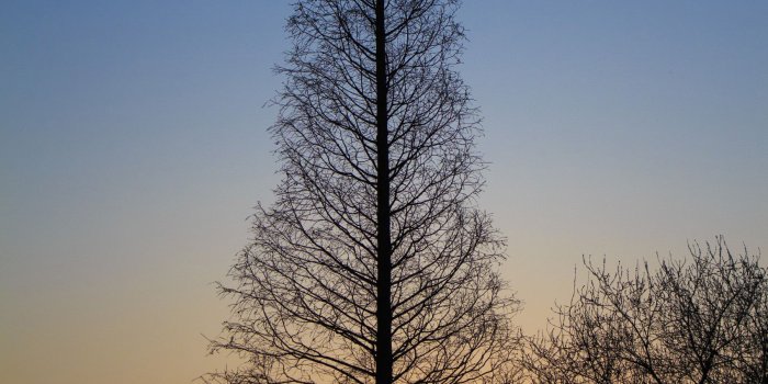 1800x2700 Silhouette at dusk near the dark trees 51991 - Wallpapers landscape