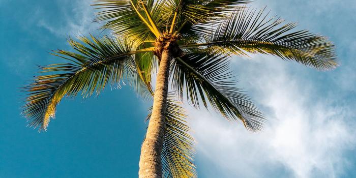 1366x768 wallpaper for desktop, laptop | oc46-tree-summer-palm-sky-sunny-nature