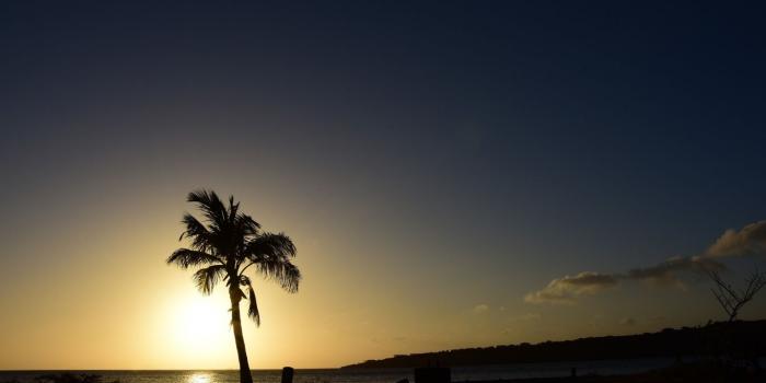 1366x768 Download 1366x768 Wallpaper Palm Tree, Sunset, Beach, Skyline