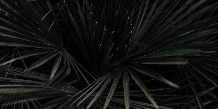 1366x768 Download wallpaper 1366x768 leaves, palm, tropical, branches, dark