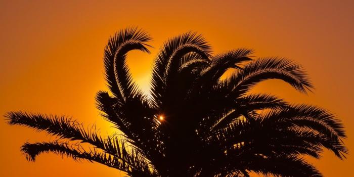 1366x768 Download 1366x768 Sunset, Palm Leaves, Tree Wallpapers for Laptop