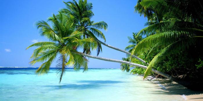 1600x1000 Simple 91 Red Hammock Beach Palm Trees Wallpaper Windows Desktop PC