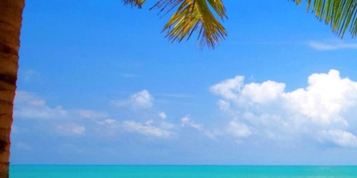 1080x1920 Palm Tree Hd Wallpaper » Hupages » Download Iphone Wallpapers