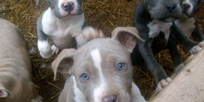 2048x1536 50+ Baby Pitbull Wallpapers on WallpaperPlay