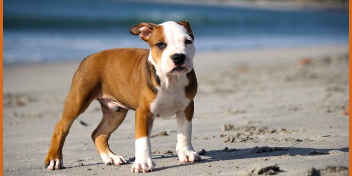 1953x1113 50+ Baby Pitbull Wallpapers on WallpaperPlay