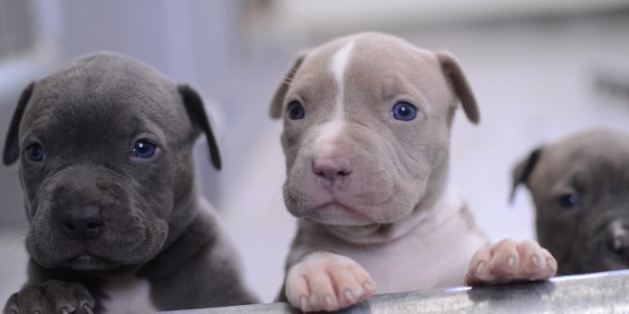 6016x4000 Pitbull Puppies Wallpapers