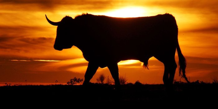 1280x960 Download Bull Wallpapers Angry Bull HD Wallpapers Download Bulls