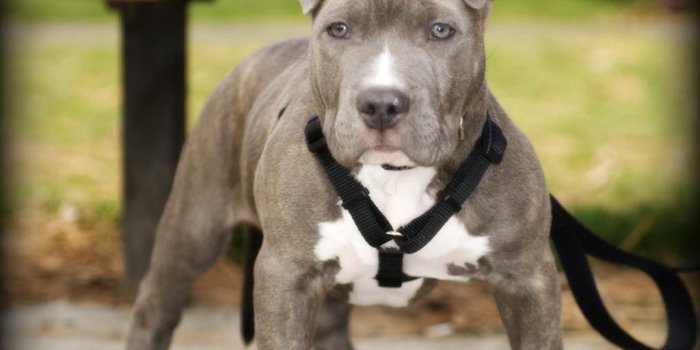 1024x768 Pittbull Puppies Wallpapers