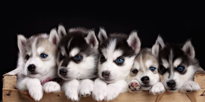 2560x1600 50+ Baby Pitbull Wallpapers on WallpaperPlay