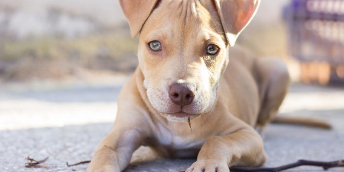 1920x1280 My Pitbull Dog HD Wallpapers New Tab Theme - MyStart