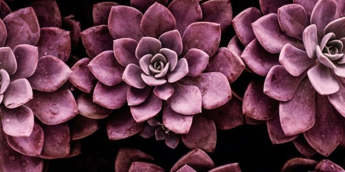 736x1308 shades of violet. | floral frenzy. | Succulents wallpaper, Flower