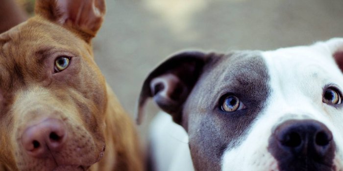 1280x1024 Pitbull Wallpapers - Top Free Pitbull Backgrounds - WallpaperAccess