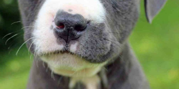 1005x1256 Download Pitbull Puppy Wallpaper (34+) - Free Wallpaper For your screen.