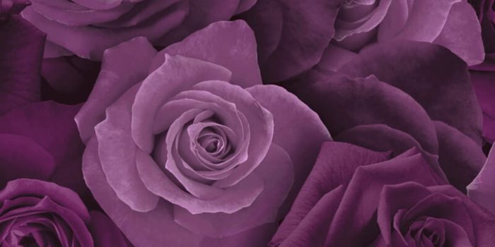 1000x1000 Details about Floral Wallpaper 3