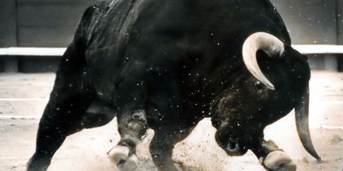 1024x768 48+] Bull Wallpapers on WallpaperSafari