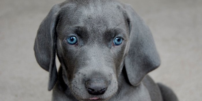 2048x1536 Blue Pitbull Wallpaper (43+ images)