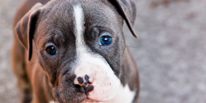 1280x853 Cute Pitbull Puppies Tumb HD Wallpaper, Background Images