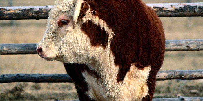 1600x1200 46+] Bull Wallpaper on WallpaperSafari