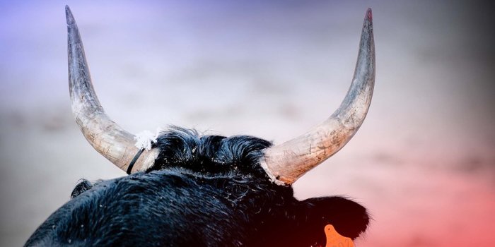 1920x1080 Escaped angry bull charges people in Klamath Falls - KOBI-TV NBC5
