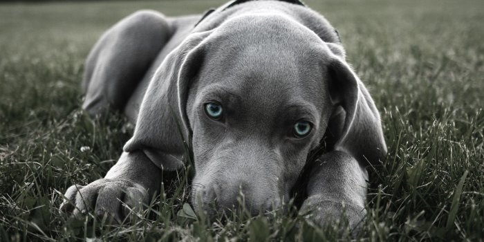 1920x1080 Pitbull Wallpapers - Top Free Pitbull Backgrounds - WallpaperAccess